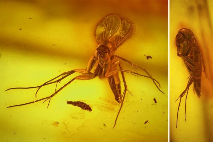 Two Fossil Fungus Gnats (Sciaridae) In Baltic Amber #170052